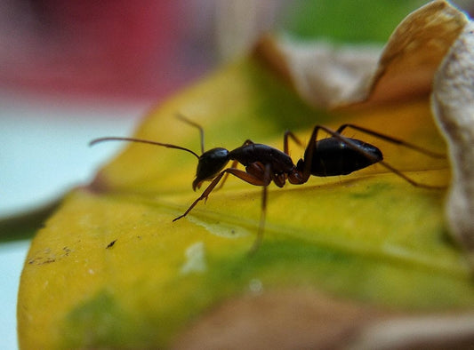 Cross Stitch | Ant - Selective Focus Photography Of Ant - Cross Stitched