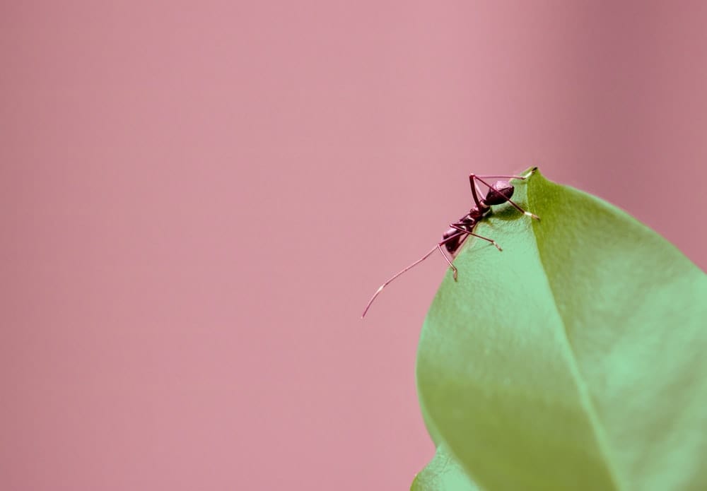 Cross Stitch | Ant - Selective Focus Photography Of Brown Ant On Green Leaf - Cross Stitched