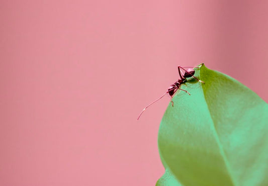 Cross Stitch | Ant - Selective Focus Photography Of Brown Ant On Green Leaf - Cross Stitched