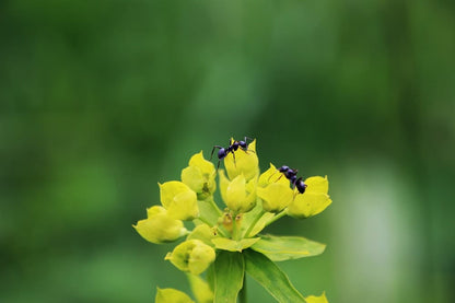 Cross Stitch | Ant - Shallow Focus Of Ants On Yellow Flower - Cross Stitched