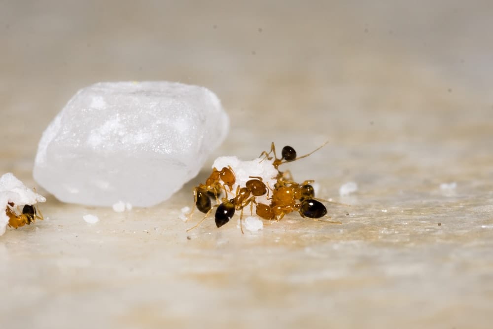 Cross Stitch | Ant - Yellow And Black Bee On White Ice - Cross Stitched