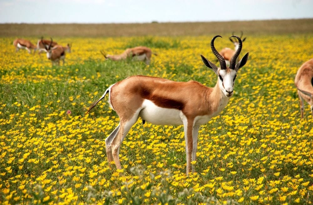 Cross Stitch | Antelope - Brown And White Animal On Yellow Flower Field During Daytime - Cross Stitched