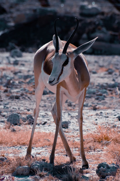 Cross Stitch | Antelope - Close Up Photography Of Antelope - Cross Stitched