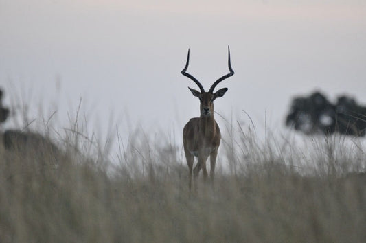 Cross Stitch | Antelope - Selective Focus Photo Of Ram Standing On Grass - Cross Stitched