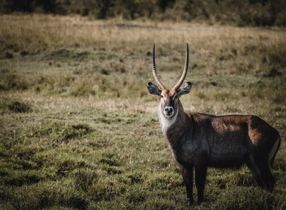 Cross Stitch | Antelope - Shallow Focus Photo Of Brown Deer - Cross Stitched