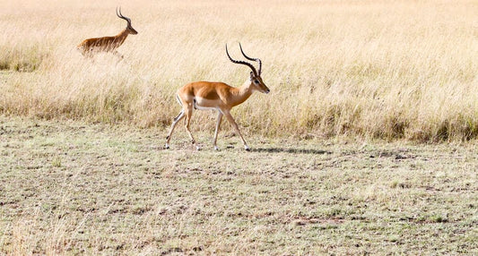 Cross Stitch | Antelope - Two Deers On Grass Field - Cross Stitched