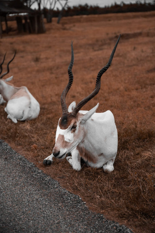 Cross Stitch | Antelope - White And Brown Goat On Brown Soil During Daytime - Cross Stitched