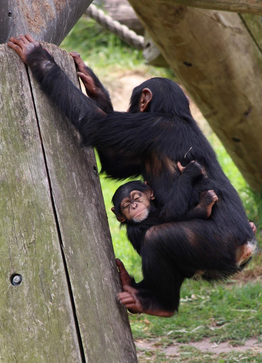 Cross Stitch | Ape - Baby Hugging Chimpanzee Hanging On Wooden Frame - Cross Stitched