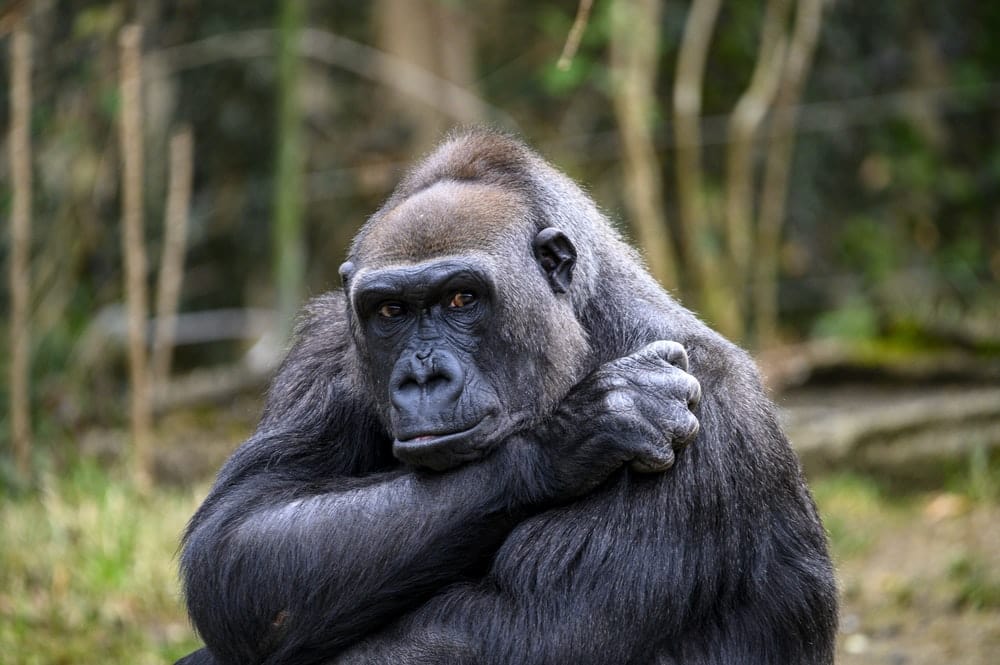Cross Stitch | Ape - Black Gorilla In Forest During Daytime - Cross Stitched