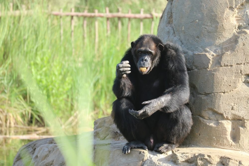 Cross Stitch | Ape - Black Gorilla Sitting On Brown Wooden Log During Daytime - Cross Stitched
