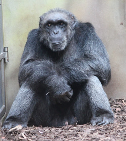 Cross Stitch | Ape - Black Gorilla Sitting On Brown Wooden Plank - Cross Stitched