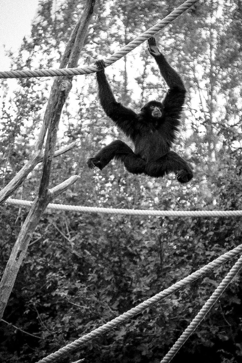 Cross Stitch | Ape - Black Monkey Hanging On Rope - Cross Stitched