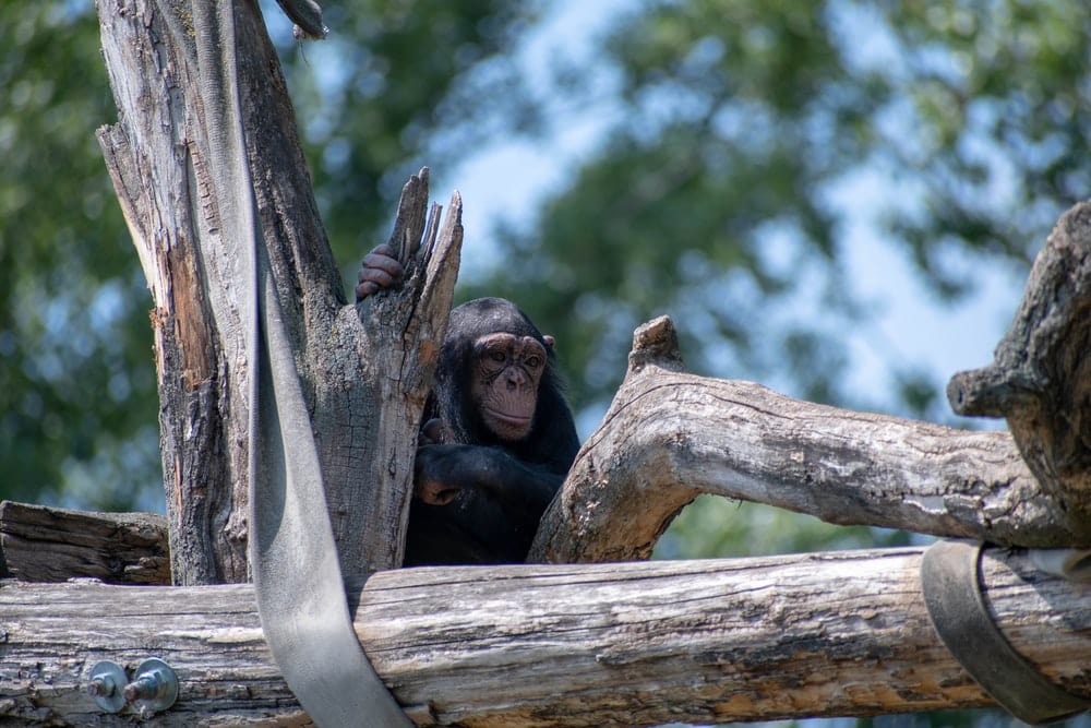 Cross Stitch | Ape - Black Monkey On Brown Wooden Fence During Daytime - Cross Stitched