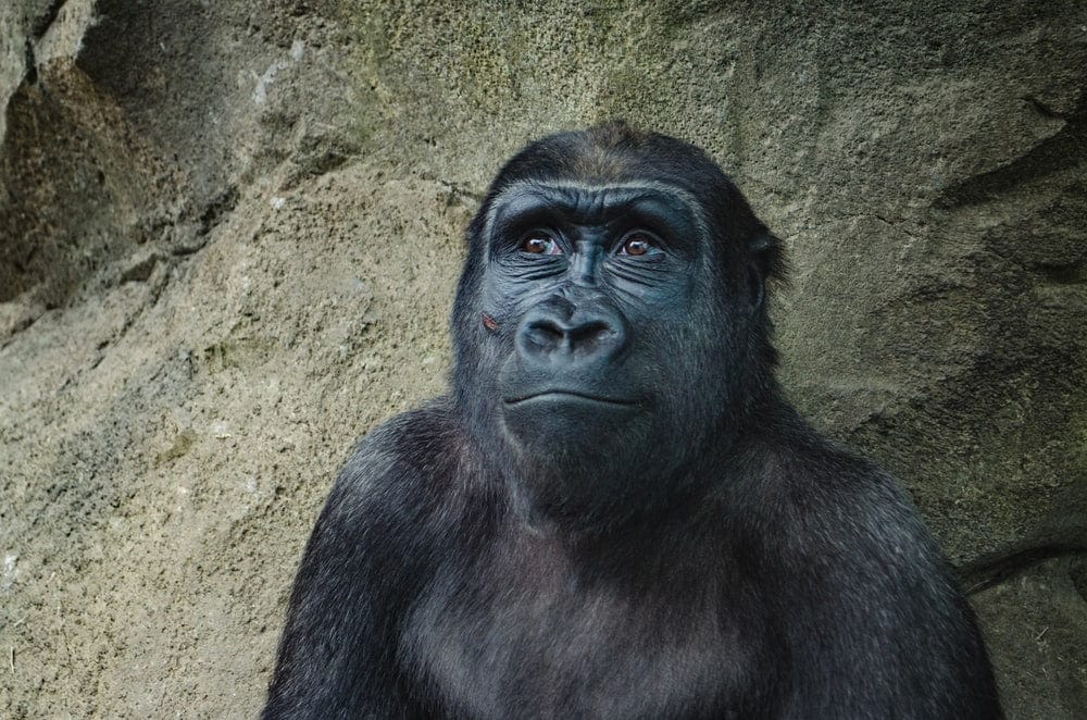 Cross Stitch | Ape - Closeup Photo Of Black Gorilla - Cross Stitched