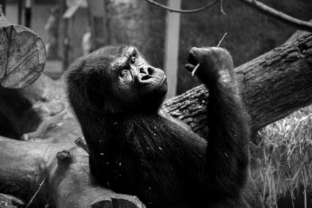 Cross Stitch | Ape - Gorilla In Gray Scale Photography - Cross Stitched