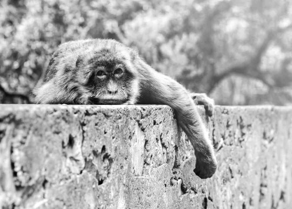 Cross Stitch | Ape - Monkey On Tree Trunk In Grayscale Photography - Cross Stitched