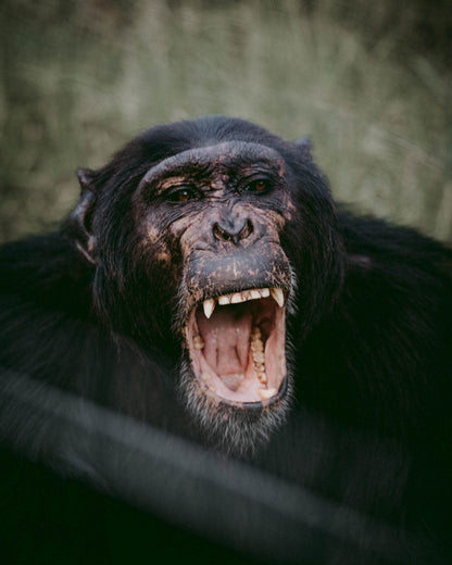 Cross Stitch | Ape - Opened Mouth Chimpanzee - Cross Stitched