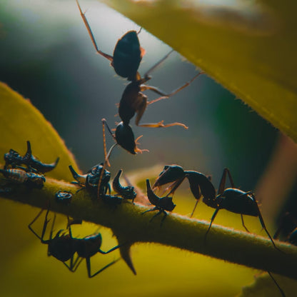 Cross Stitch | Aphid - Black Ant On Yellow Leaf - Cross Stitched