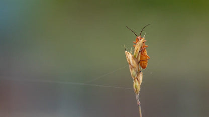 Cross Stitch | Aphid - Brown And Green Plant In Tilt Shift Lens - Cross Stitched