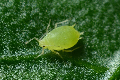 Cross Stitch | Aphid - Macro Photography Of Green Aphid - Cross Stitched