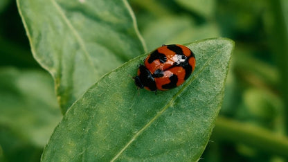 Cross Stitch | Aphid - Orange And Black Ladybug On Green Leaf - Cross Stitched