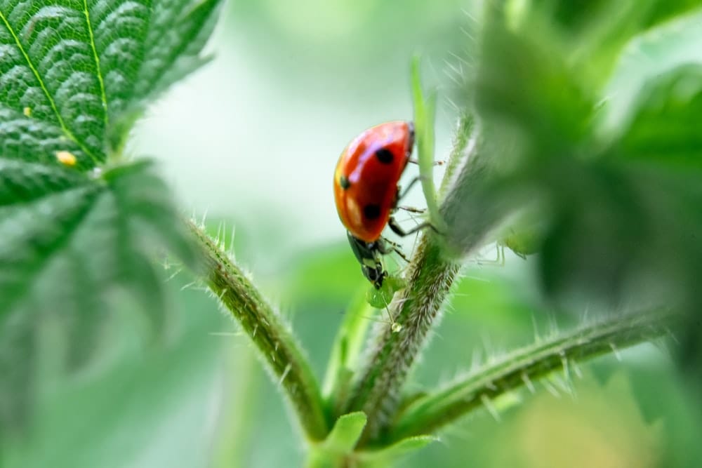 Cross Stitch | Aphid - Red And Black Ladybug On Plant - Cross Stitched