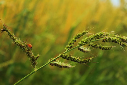 Cross Stitch | Aphid - Red Ladybug Perched On Green Plant During Daytime - Cross Stitched