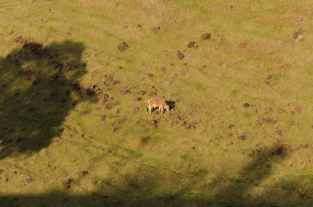 Cross Stitch | Armadillo - Brown Cow On Open Field During Daytime - Cross Stitched