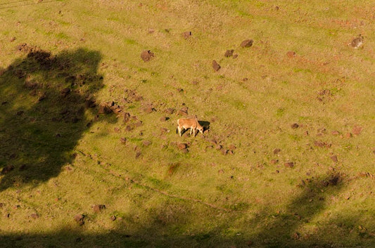 Cross Stitch | Armadillo - Brown Cow On Open Field During Daytime - Cross Stitched