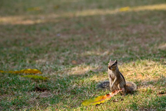 Cross Stitch | Armadillo - Brown Squirrel On Green Grass Field During Daytime - Cross Stitched