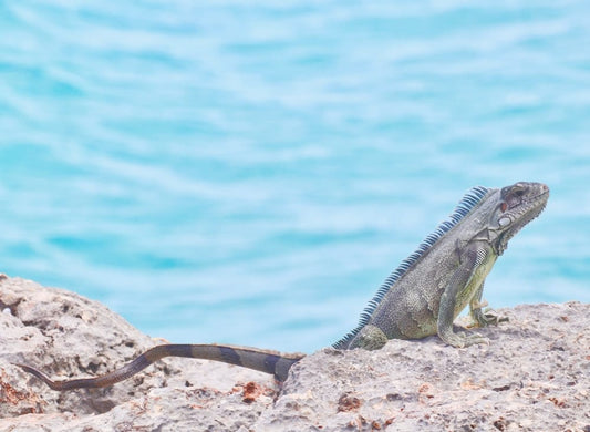 Cross Stitch | Armadillo - Green And Brown Iguana On Brown Rock Near Body Of Water During Daytime - Cross Stitched