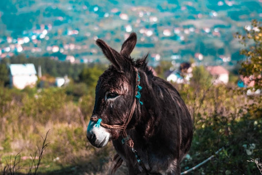 Cross Stitch | Ass - Depth Photography Of Brown Donkey - Cross Stitched