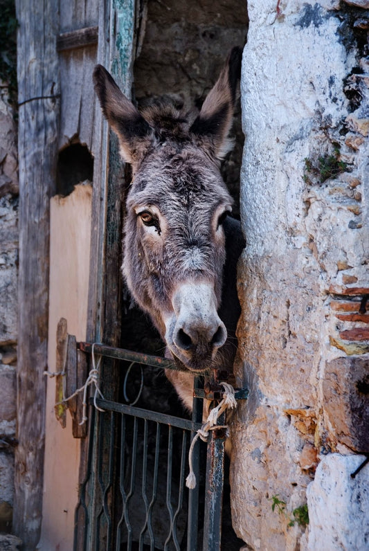 Cross Stitch | Ass - Gray Donkey Inside Gray Concrete Cage - Cross Stitched