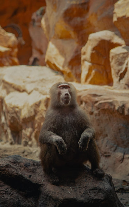 Cross Stitch | Baboon - Black Monkey Sitting On Rock During Daytime - Cross Stitched