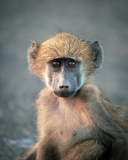 Cross Stitch | Baboon - Brown Monkey In Close Up Photography - Cross Stitched