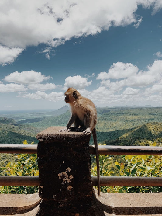 Cross Stitch | Baboon - Brown Monkey Sitting On Brown Wooden Fence During Daytime - Cross Stitched