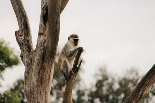 Cross Stitch | Baboon - Gray Langur On Tree Branch - Cross Stitched