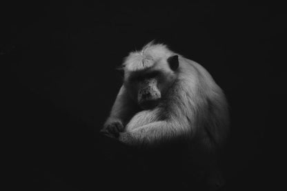 Cross Stitch | Baboon - Grayscale Photo Of Baboon - Cross Stitched