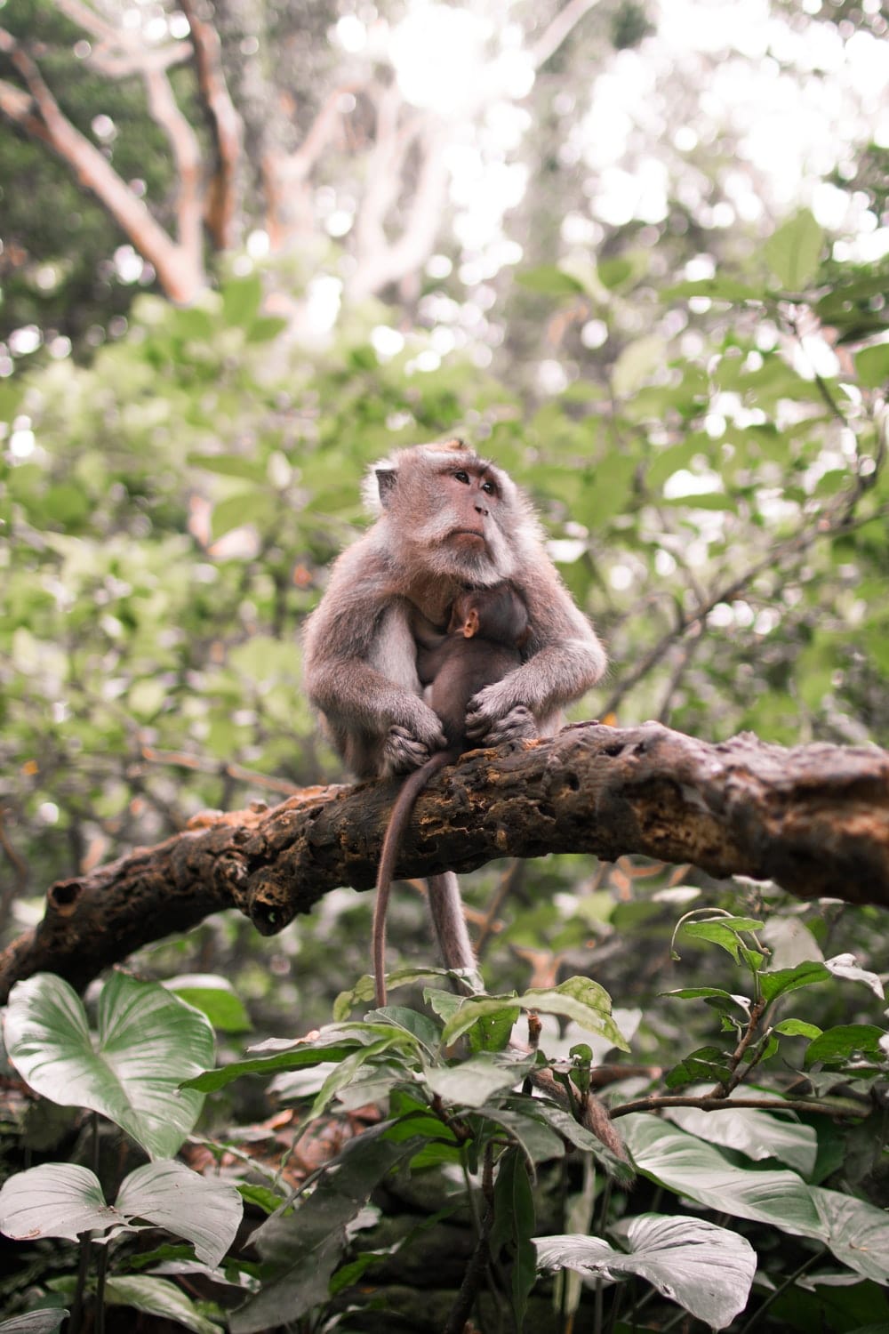 Cross Stitch | Baboon - Monkey On Top Of Tree Branch - Cross Stitched