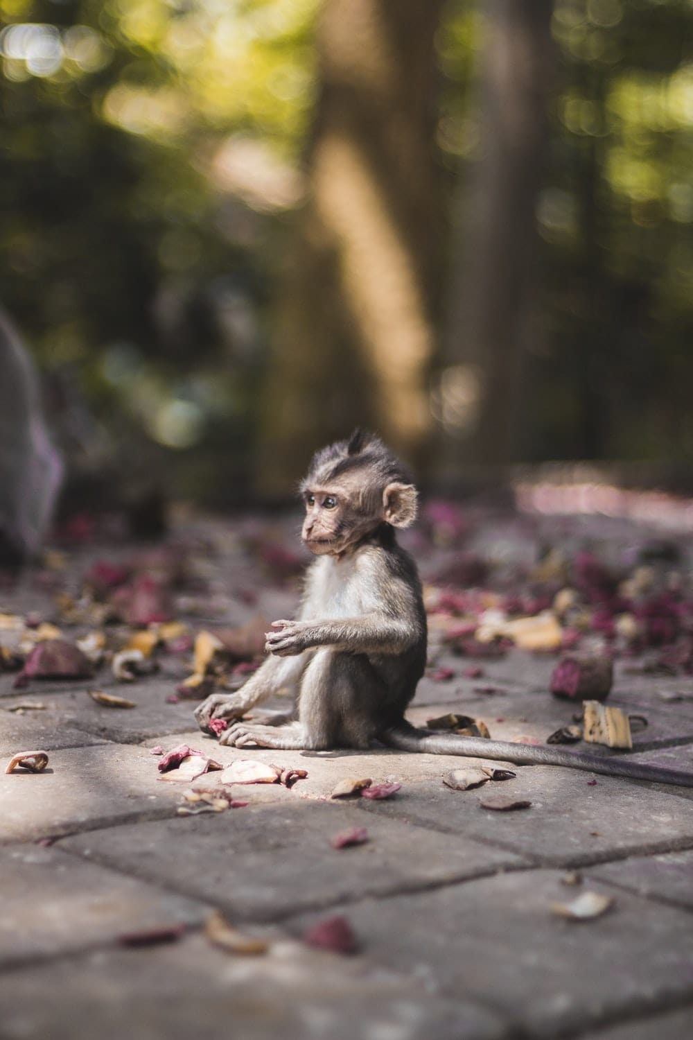 Cross Stitch | Baboon - Selective Focus Photography Of Brow Monkey Sitting On Brick Pavement - Cross Stitched