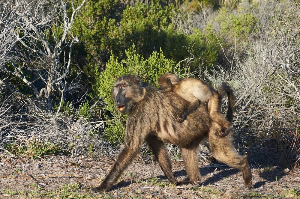 Cross Stitch | Baboon - Three Brown Monkeys On Green Grass During Daytime - Cross Stitched