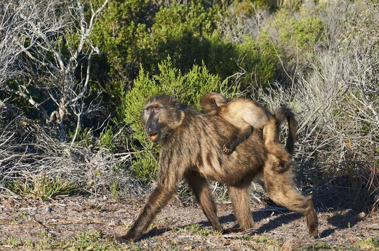 Cross Stitch | Baboon - Three Brown Monkeys On Green Grass During Daytime - Cross Stitched