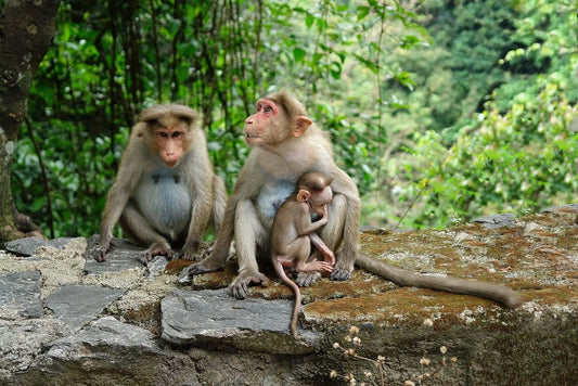 Cross Stitch | Baboon - Two Brown Primate Sitting On Rock - Cross Stitched