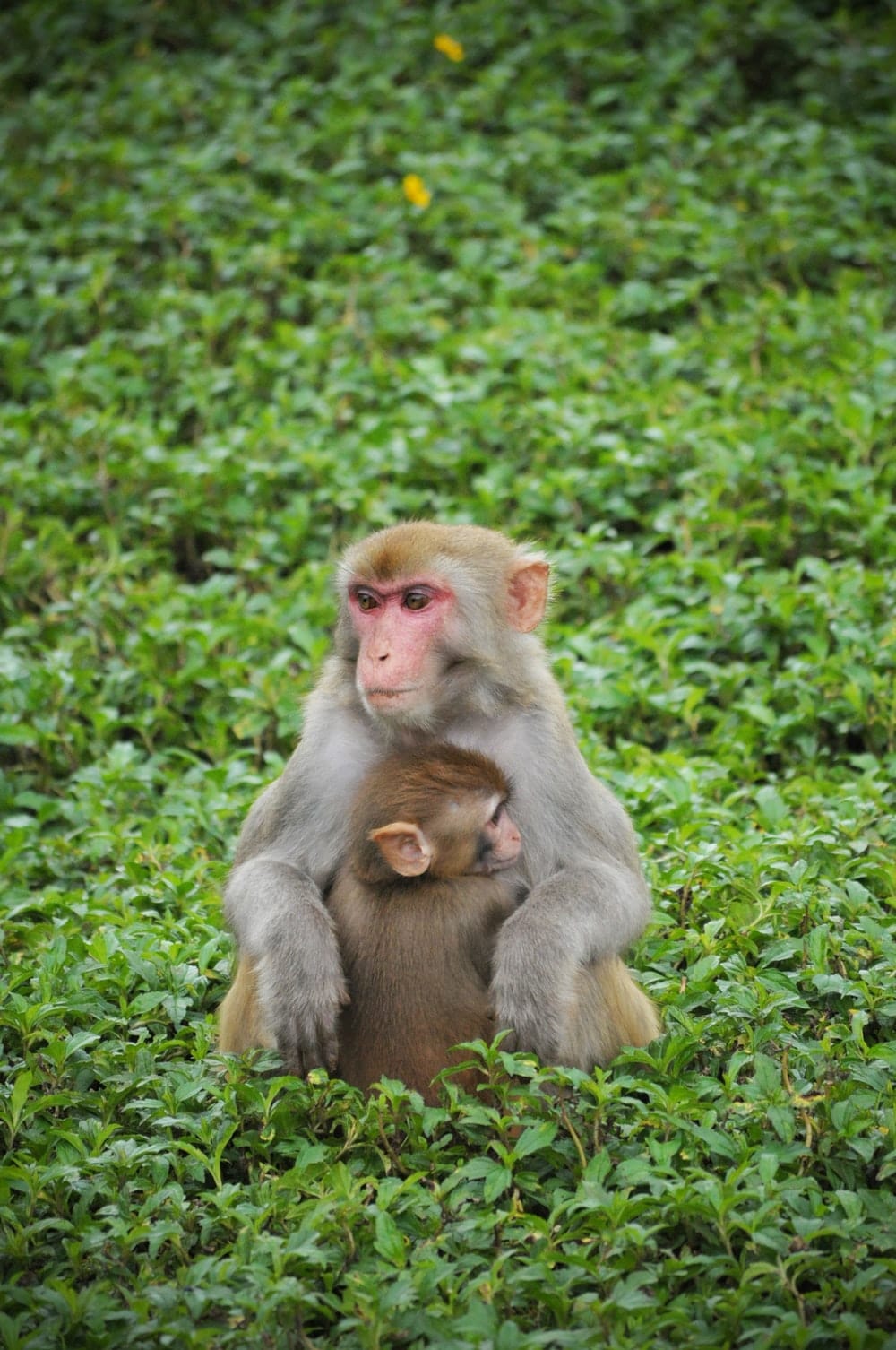 Cross Stitch | Baboon - Two Grey Monkey Sitting On Grass - Cross Stitched