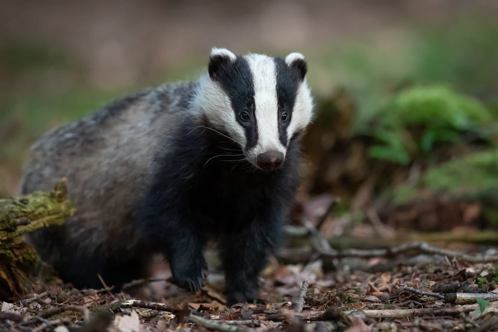 Cross Stitch | Badger - Black And White Badger Photo - Cross Stitched