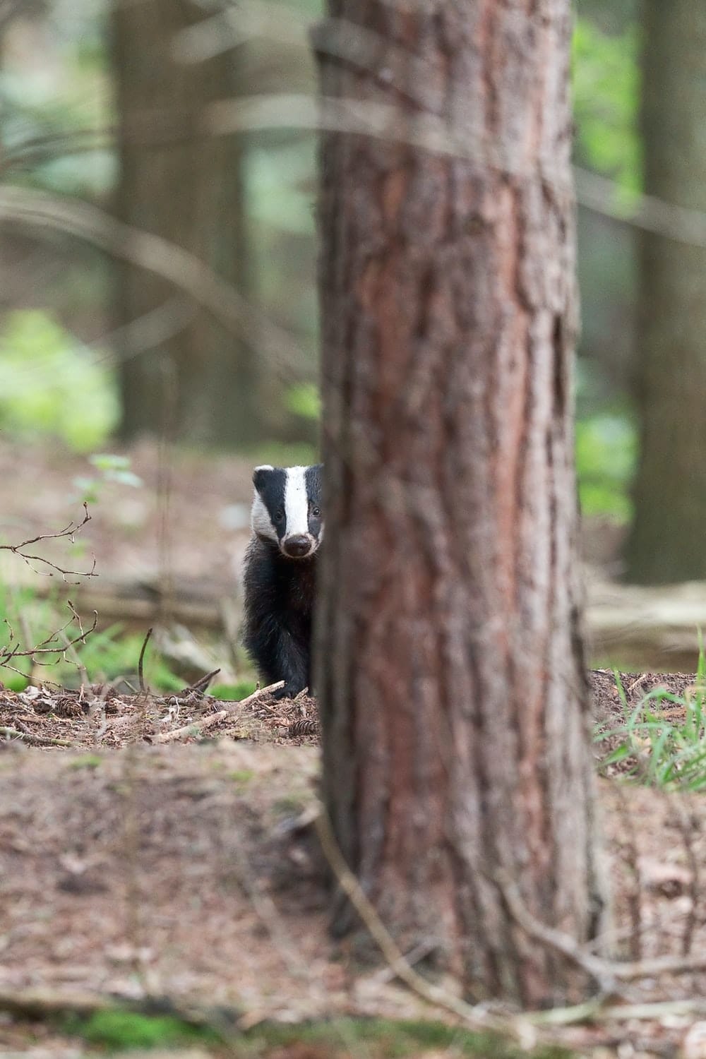 Cross Stitch | Badger - Shallow Focus Photo Of Black And White Animal - Cross Stitched