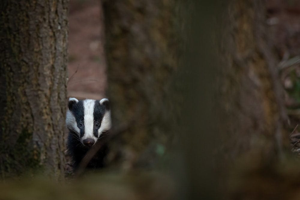 Cross Stitch | Badger - White And Black Badger Close-Up Photography - Cross Stitched