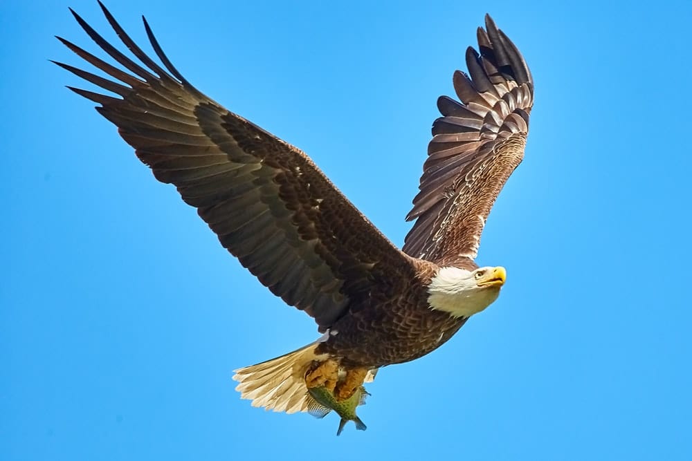 Cross Stitch | Bald Eagle - American Bald Eagle Flying On Sky - Cross Stitched