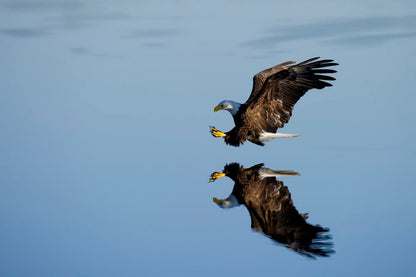 Cross Stitch | Bald Eagle - American Bald Eagle Over Body Of Water - Cross Stitched