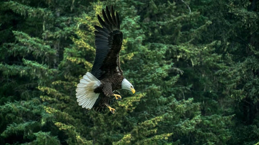 Cross Stitch | Bald Eagle - Bald Eagle - Cross Stitched